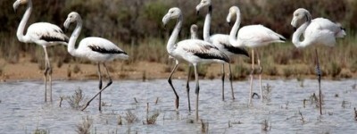 Les Vieux Salins - visite libre ou organisé